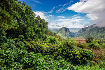 Close-up of natural atmosphere background with various trees growing along the edge of the mountain, bananas, moss ferns along the natural waterfall and cool breeze blowing through.