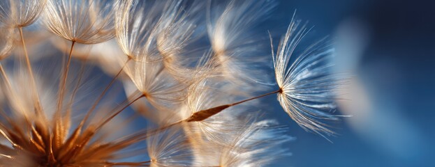 A macro shot of a dandelion clock's delicate seeds against a blurred blue background, evoking feelings of fragility and transience