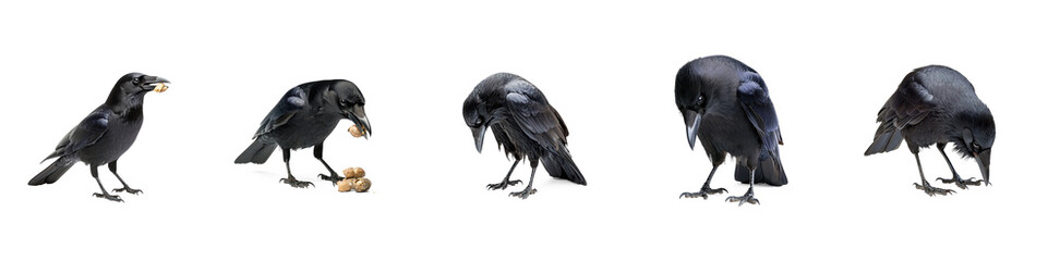 Collection of Crow gathering A crow gathers objects or food, holding them in its beak. full length isolate on transparent background