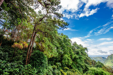 Obraz premium Close-up of natural atmosphere background with various trees growing along the edge of the mountain, bananas, moss ferns along the natural waterfall and cool breeze blowing through.
