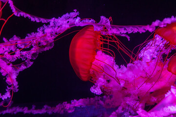 The Pacific sea nettle jellyfish in the aquarium