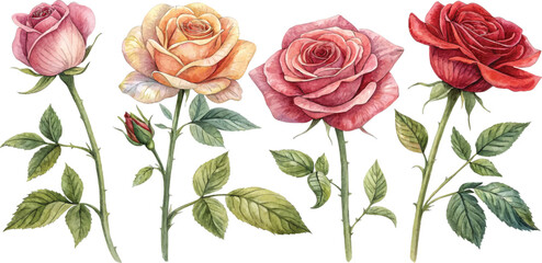 Watercolor Roses Collection