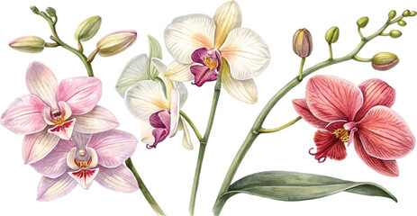 Watercolor Orchids