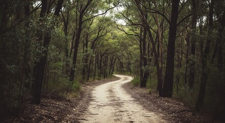 Fototapeta premium Serene forest path