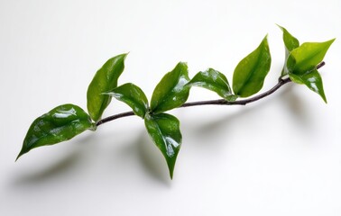 Obraz premium A vibrant green sprig with ovate leaves arranged along a brown stem is centered on a stark white surface, bright and simple composition