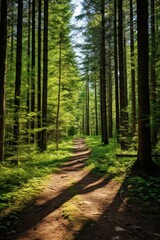 Obraz premium Winding forest path through sunlit towering trees trail