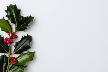 Holly branch with glossy dark green leaves and clusters of red berries on a white background, angled from left