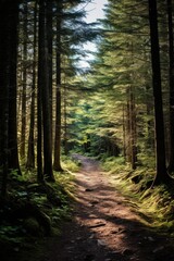 Naklejka premium Forest path winding through sunlit trees green sunlight