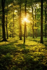 Obraz premium Golden sunbeams pierce lush green forest canopy sunlight trees