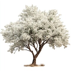 Obraz premium Blossoming tree, white flowers (2)