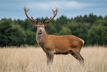 A majestic red deer stag stands tall in a field of golden grass, woodland backdrop under a cloudy sky, looking directly at the viewer