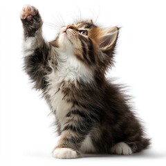 Fluffy kitten reaches upward with its paw on a white background, looking up, with brown and white patterned fur