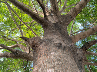 big tree with big green leaves in garden