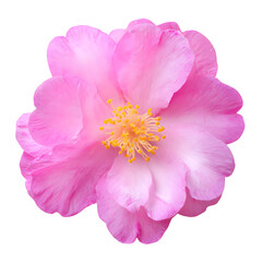 Fototapeta premium Elegant pink camellia blossom against a stark black background for contrast