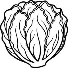 napa cabbage vegetable line art, black outline, vector and illustration