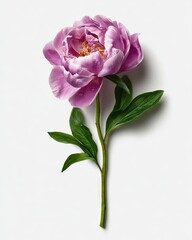 Single pink peony,  fresh,  elegant