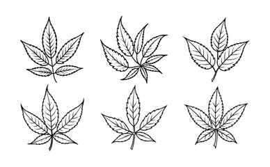 Set of neem leaves line art, black outline, vector and illustration