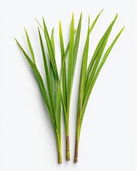 Fresh green grass-like leaves, close-up