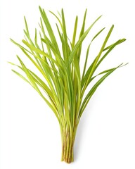 Fototapeta premium Fresh bunch of vibrant green grass