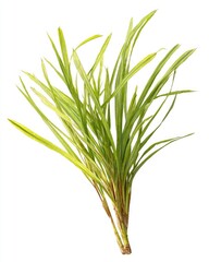 Fototapeta premium Bunch of vibrant green grass (2)