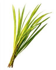 Naklejka premium Bright yellow-green foliage