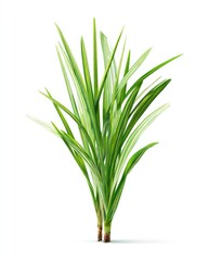Fototapeta premium Green-and-white grass-like plant