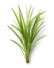 Fototapeta premium Close-up of bright green grass tuft