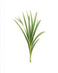 Fototapeta premium Green plant, many long leaves