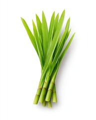 Fototapeta premium Fresh green bamboo shoots, vibrant leaves