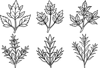 Collection of herb plant outline vector and illustration line art