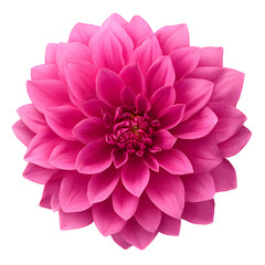 Radiant pink dahlia blossom against a stark black background showcasing nature's beauty
