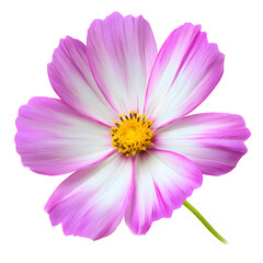 Elegant close-up of a delicate pink and white cosmos flower on black background