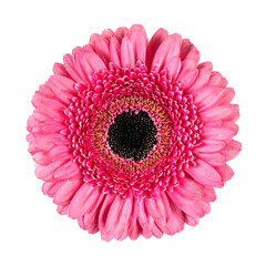 Isolated beauty: Close-up of a vibrant pink gerbera daisy on a black backdrop