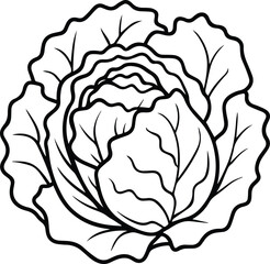 lettuce line art, black outline, vector and illustration
