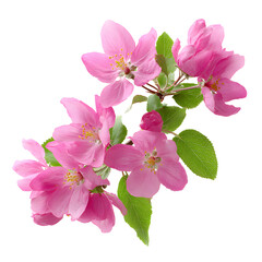 Delicate pink crabapple blossoms against a stark black background creating contrast