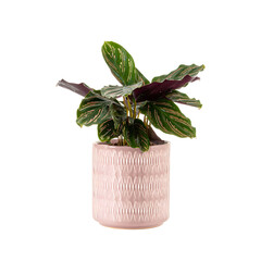 Elegant calathea ornata in a decorative pink pot against a dark background