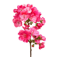 Vibrant close-up of a blooming pink geranium against a dark background, showcasing its beauty