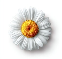 Detailed view of a daisy with bright yellow center and radiating white petals against a clean, white background