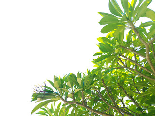 Green leaves and branches isolated on white background with clipping paths for graphic design