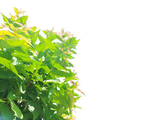 Green leaves and branches isolated on white background with clipping paths for graphic design