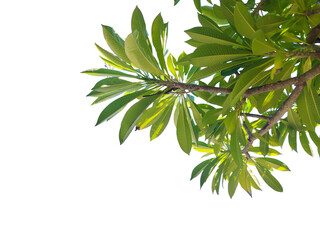 Green leaves and branches isolated on white background with clipping paths for graphic design