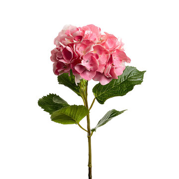 Elegant pink hydrangea blossom isolated against a stark black background beautifully
