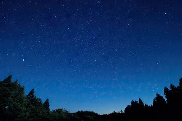 Naklejka premium Starry night sky over dark forest (7)