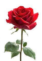 Single red rose, petals tightly coiled, with stem and green leaves, isolated on a white background