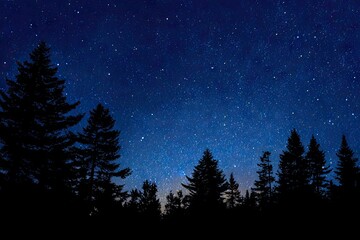 Fototapeta premium Night sky over dark silhouettes of trees (1)