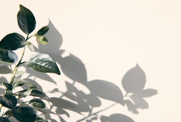 Green leafy plant casting soft shadows on a light beige wall, creating a gentle, natural aesthetic with negative space