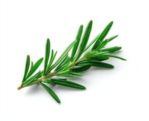 Aromatic rosemary sprig with slender, needle-like leaves, casts a subtle shadow on a clean, white background