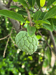 Fototapeta premium green leaves and sugar apple on the tree