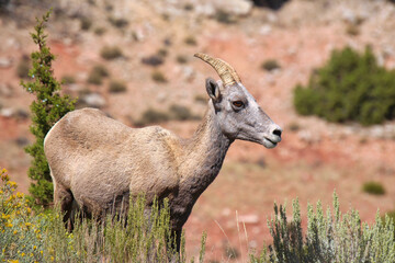 Young Bighorn Sheep Ewe Next to the Devil Canyon Road in Bighorn Canyon National Recreation Area in Montana.