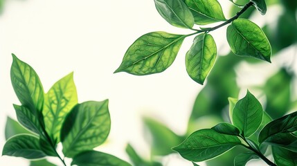 Fototapeta premium Environmental Conservation Concept with Green Leaves for Sustainable Future Projects